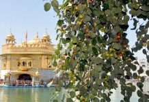 ਸ੍ਰੀ ਦਰਬਾਰ ਸਾਹਿਬ ‘ਚ ਪਵਿੱਤਰ ਬੇਰੀਆਂ ਦੀ ਸਾਂਭ ਸੰਭਾਲ ਲਈ ਪੰਜਾਬ ਐਗਰੀਕਲਚਰਲ ਯੂਨੀਵਰਸਿਟੀ ਤੋਂ ਪਹੁੰਚੀ ਟੀਮ
