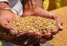 ਕਣਕ ਖਰੀਦ ਦੇ ਲਈ ਕਿਸਾਨਾਂ ਨੂੰ ਹੁਣ ਤਕ ਕੀਤਾ 2741.34 ਕਰੋੜ ਰੁਪਏ ਦਾ ਭੁਗਤਾਨ