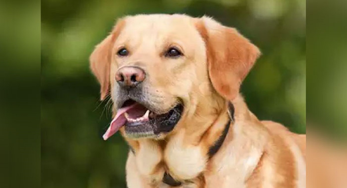 Prohibition on keeping pet dogs in government quarters