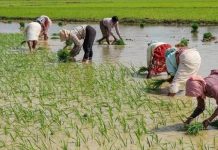 ਪੰਜਾਬ ‘ਚ ਝੋਨੇ ਦੀ ਬਿਜਾਈ ਅੱਜ ਤੋਂ ਸ਼ੁਰੂ