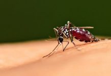 ਇਸ ਖਾਸ ਬਲੱਡ ਗਰੁੱਪ ਵਾਲੇ ਲੋਕਾਂ ਨੂੰ ਆਮ ਨਾਲੋਂ ਜ਼ਿਆਦਾ ਕੱਟਦਾ ਹੈ ਮੱਛਰ, ਪੜ੍ਹੋ ਕਾਰਨ