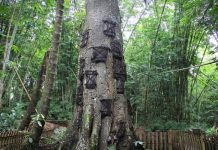 ਅਜੀਬੋ ਗਰੀਬ ਰਿਵਾਜ਼: ਅਜਿਹਾ ਪਿੰਡ ਜਿਥੇ ਰੁੱਖਾਂ ‘ਚ ਦਫ਼ਨਾਏ ਜਾਂਦੇ ਹਨ ਬੱਚੇ! ਪੜ੍ਹੋ ਕੀ ਹੈ ਪੂਰਾ ਮਾਮਲਾ