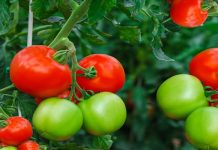 ਲਾਲ ਨਹੀਂ, ਹਰੇ ਟਮਾਟਰ ਵੀ ਹਨ ਬੇਹੱਦ ਗੁਣਕਾਰੀ ਇਨ੍ਹਾਂ 3 ਸਮੱਸਿਆਵਾਂ ਨੂੰ ਤੁਰੰਤ ਕਰਨ ਦੂਰ