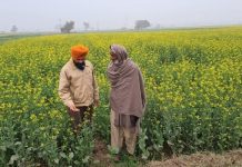 ਸਰ੍ਹੋਂ ਜਾਤੀ ਦੀਆਂ ਫਸਲਾਂ ਦੀਆਂ ਬੀਮਾਰੀਆਂ ਤੋਂ ਸੁਚੇਤ ਰਹਿਣ ਕਿਸਾਨ : ਖੇਤੀਬਾੜੀ ਅਫ਼ਸਰ ਡੇਰਾਬੱਸੀ