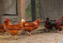 ਮੁਰਗੀਆਂ ਨੂੰ ਲੈ ਕੇ ਦੋ ਧਿਰਾਂ ਵਿਚਕਾਰ ਝਗੜਾ, ਗੁਆਂਢੀ ਵਲੋਂ ਬਜ਼ੁਰਗ ਦਾ ਕ+ਤ+ਲ