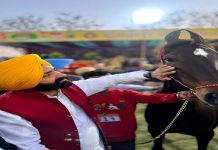 ਖੇਤੀ ਦੇ ਸਹਾਇਕ ਕਿੱਤੇ ਵਜੋਂ ਘੋੜਾ ਪਾਲਣ ਨੂੰ ਤਰਜੀਹ ਦੇਵੇਗੀ ਪੰਜਾਬ ਸਰਕਾਰ: ਲਾਲਜੀਤ ਭੁੱਲਰ