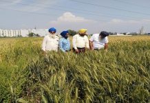 ਕਣਕ ਦੀ ਫਸਲ ਤੇ ਖੇਤੀ ਮਾਹਿਰਾਂ ਦੀ ਸਲਾਹ ਅਨੁਸਾਰ ਕੀਟਨਾਸ਼ਕ/ਉਲੀਨਾਸ਼ਕ ਦੀ ਸਪਰੇਅ ਕਰਨ ਕਿਸਾਨ:- ਮੁੱਖ ਖੇਤੀਬਾੜੀ ਅਫ਼ਸਰ