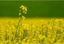 Mustard Seeds For Kidney: ਕਿਡਨੀ ਦੀ ਬੀਮਾਰੀ ਤੋਂ ਲੈ ਕੇ ਕੈਂਸਰ ਤੋਂ ਬਚਾਅ ਤੱਕ, ਇਹ ਹਨ ਸਰੋਂ ਦੇ ਬੀਜ਼ ਦੇ ਫ਼ਾਇਦੇ