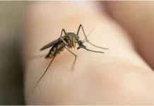 World Malaria Day 2023: ਸਿਹਤ ‘ਤੇ ਇਹ ਖਤਰਨਾਕ ਪ੍ਰਭਾਵ ਪਾ ਸਕਦਾ ਹੈ ਮਲੇਰੀਆ