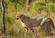 ਦੱਖਣੀ ਅਫਰੀਕਾ ਤੋਂ ਲਿਆਂਦੀ ਮਾਦਾ ਚੀਤਾ ਦਕਸ਼ ਦੀ ਕੁਨੋ ਨੈਸ਼ਨਲ ਪਾਰਕ ਵਿੱਚ ਮੌ+ਤ