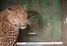 ਅਦਾਕਾਰਾ ਕਾਮਿਆ ਪੰਜਾਬੀ ਦੇ ਨਵੇਂ ਟੀਵੀ ਸ਼ੋਅ ‘ਨੀਰਜਾ’ ਦੇ ਸੈੱਟ ‘ਤੇ ਵੜਿਆ ਤੇਂਦੂਆ