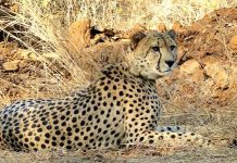 ਕੁਨੋ ਨੈਸ਼ਨਲ ਪਾਰਕ ‘ਚ ਮਾਦਾ ਚੀਤਾ ਦੀ ਮੌ+ਤ, ਹੁਣ ਤੱਕ 9 ਦੀ ਗਈ ਜਾਨ