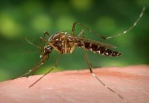 ਪੰਜਾਬ ‘ਚ ਡੇਂਗੂ ਦੇ ਨਾਲ-ਨਾਲ ਚਿਕਨਗੁਨੀਆ ਨੇ ਵੀ ਦਿੱਤੀ ਦਸਤਕ, 28 ਮਾਮਲੇ ਆਏ ਸਾਹਮਣੇ