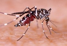 ਪੱਛਮੀ ਬੰਗਾਲ-ਦਿੱਲੀ ਸਮੇਤ ਕਈ ਸੂਬਿਆਂ ‘ਚ ਡੇਂਗੂ ਦਾ ਕਹਿਰ, ਸਿਹਤ ਮੰਤਰਾਲੇ ਵੱਲੋਂ ਅਲਰਟ ਜਾਰੀ