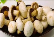 ਪੜੋ ਇਸ ਸਬਜ਼ੀ ਬਾਰੇ ਜੋ ਕਰਦੀ ਹੈ ਦਵਾਈ ਦਾ ਕੰਮ