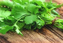 ਕਦੇ ਸੋਚਿਆ ਇੰਨਾ ਲਾਭਕਾਰੀ ਹੋ ਸਕਦਾ,ਆਮ ਪਾਇਆ ਜਾਣ ਵਾਲਾ ਧਨੀਆ