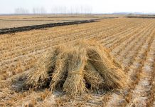 ਪੰਜਾਬ ਵਿੱਚ ਪਰਾਲੀ ਸਾੜਨ ਦੇ ਮਾਮਲਿਆਂ ਵਿੱਚ ਲਗਾਤਾਰ ਤੀਜੇ ਦਿਨ ਵੀ ਗਿਰਾਵਟ ਜਾਰੀ; ਉਲੰਘਣਾ ਕਰਨ ਵਾਲਿਆਂ ਵਿਰੁੱਧ 1084 ਐਫਆਈਆਰ ਦਰਜ