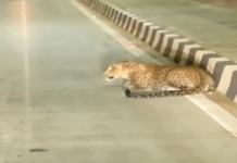 ਲੁਧਿਆਣਾ ਦੇ ਸਮਰਾਲਾ ‘ਚ ਨਜ਼ਰ ਆਇਆ ਚੀਤਾ, ਖੋਜ ਲਈ ਜੰਗਲਾਤ ਵਿਭਾਗ ਦੀ ਟੀਮ ਪਹੁੰਚੀ