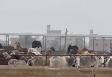 ਸੰਗਰੂਰ: ਗਊਸ਼ਾਲਾ ‘ਚ 21 ਗਊਆਂ ਦੀ ਮੌ.ਤ, ਪੋਸਟਮਾਰਟਮ ਤੋਂ ਬਾਅਦ ਹੋਵੇਗੀ ਅਗਲੀ ਕਾਰਵਾਈ