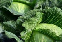 ਸਰਦੀਆਂ ‘ਚ ਸਰੀਰ ਲਈ ਲਾਭਦਾਇਕ ਹਨ ਇਹ 5 ਸਬਜ਼ੀਆਂ, ਬੀਮਾਰੀਆਂ ਤੋਂ ਬਚਾਅ ‘ਚ ਰਾਮਬਾਣ