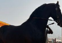 ਮੁਕਤਸਰ ਸਾਹਿਬ- ਘੋੜਸਵਾਰ ਮੁਕਾਬਲੇ ’ਚ ਹਰਿਆਣਾ ਦੇ ਬੁਰਜ ਖਲੀਫਾ ਨੇ ਪਹਿਲਾ ਸਥਾਨ ਕੀਤਾ ਹਾਸਲ