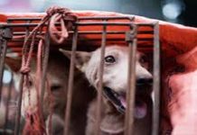 ਦੱਖਣੀ ਕੋਰੀਆ ‘ਚ 110 ਸਾਲ ਬਾਅਦ ਕੁੱਤੇ ਦੇ ਮਾਸ ‘ਤੇ ਲੱਗੀ ਪਾਬੰਦੀ, 208 ਸੰਸਦ ਮੈਂਬਰਾਂ ਨੇ ਇਸ ਕਾਨੂੰਨ ਦੇ ਪੱਖ ‘ਚ ਕੀਤੀ ਵੋਟਿੰਗ