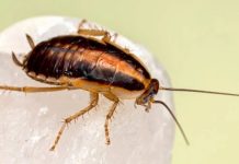 ਮਰੀਜ਼ ਦੇ ਫੇਫੜਿਆਂ ‘ਚ ਫਸਿਆ 4 ਸੈਂਟੀਮੀਟਰ ਲੰਬਾ ਕਾਕਰੋਚ, ਦੇਖ ਕੇ ਡਾਕਟਰ ਵੀ ਰਹਿ ਗਏ ਹੈਰਾਨ