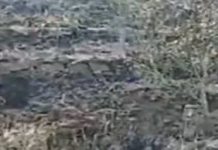 ਹਿਮਾਚਲ ‘ਚ ਸੇਬ ਦੇ 700 ਪੌਦੇ ਸੜ ਕੇ ਸੁਆਹ