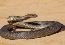 ਜਲੰਧਰ: ਕਮਰੇ ‘ਚੋ ਨਿਕਲਿਆ 6 ਫੁੱਟ ਲੰਬਾ ਸੱਪ, ਇਲਾਕੇ ‘ਚ ਦਹਿਸ਼ਤ ਦਾ ਮਾਹੌਲ