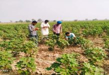 ਪੰਜਾਬ ਖੇਤੀਬਾੜੀ ਯੂਨੀਵਰਸਿਟੀ ਦੇ ਵਿਗਿਆਨੀਆਂ ਨੇ ਵੱਖ ਵੱਖ ਪਿੰਡਾਂ ਦਾ ਦੌਰਾ ਕਰ ਨਰਮੇ ਦੀ ਫ਼ਸਲ ਸੰਬੰਧੀ ਜਾਰੀ ਕੀਤੀ ਐਡਵਾਈਜ਼ਰੀ