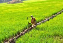 ਝੋਨੇ ਦੀ ਬਿਜਾਈ ਦੇ ਬਦਲ ਵਜੋਂ ਹੋਰ ਫ਼ਸਲਾਂ ਦੀ ਕਾਸ਼ਤ ਕਰਨ ਵਾਲੇ ਕਿਸਾਨਾਂ ਨੂੰ ਮਿਲੇਗੀ 17500/- ਰੁਪਏ ਦੀ ਸਨਮਾਨ ਰਾਸ਼ੀ