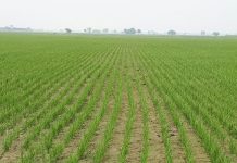 ਝੋਨੇ ਤੇ ਬਾਸਮਤੀ ਦੀ ਸਿੱਧੀ ਬਿਜਾਈ ‘ਤੇ ਪ੍ਰੋਤਸਾਹਨ ਰਾਸ਼ੀ ਲਈ ਅਪਲਾਈ ਕਰਨ ਦੀ ਮਿਤੀ ਵਿੱਚ ਵਾਧਾ