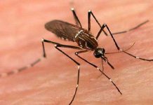 ਅੰਮ੍ਰਿਤਸਰ: ਭਾਰੀ ਮੀਂਹ ਤੋਂ ਬਾਅਦ ਡੇਂਗੂ ਤੋਂ ਬਚਾਅ ਲਈ ਉਪਰਾਲੇ