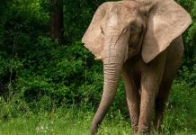 ਛੱਤੀਸਗੜ੍ਹ ‘ਚ ਹਾਥੀ ਨੇ 4 ਲੋਕਾਂ ਨੂੰ ਕੁਚਲਿਆ; ਮ੍ਰਿਤਕਾਂ ‘ਚ ਇੱਕੋ ਪਰਿਵਾਰ ਦੇ 3 ਜੀਅ ਸ਼ਾਮਿਲ