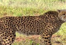 ਗੋਬਿੰਦਗੜ੍ਹ ‘ਚ ਚੀਤੇ ਨੇ ਫੈਲਾਈ ਦਹਿਸ਼ਤ, ਜੰਗਲਾਤ ਵਿਭਾਗ ਨੇ ਸ਼ੁਰੂ ਕੀਤੀ ਭਾਲ