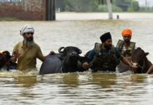 ਹੜ੍ਹਾਂ ਤੋਂ ਬਾਅਦ ਪਸ਼ੂ ਪਾਲਕਾਂ ਲਈ ਰਾਹਤ ਯੋਜਨਾ: ਮਾਨ ਸਰਕਾਰ ਨੇ ਡੇਅਰੀ ਕਿਸਾਨਾਂ ਦੀ 59 ਲੱਖ ਰੁਪਏ ਦੀ ਕੀਤੀ ਸਹਾਇਤਾ