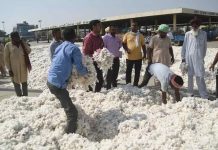 ਮਾਨ ਸਰਕਾਰ ਨੇ ਕਿਸਾਨਾਂ ਨੂੰ ਦਿੱਤੀ ਵੱਡੀ ਰਾਹਤ ! ਸਰਗਰਮ ਪਹਿਲਕਦਮੀਆਂ ਨੇ ਕਪਾਹ ਦੀਆਂ ਕੀਮਤਾਂ ₹5,700 ਤੋਂ ਵਧਾ ਕੇ ₹7,500+ ਕਰ ਦਿੱਤੀਆਂ